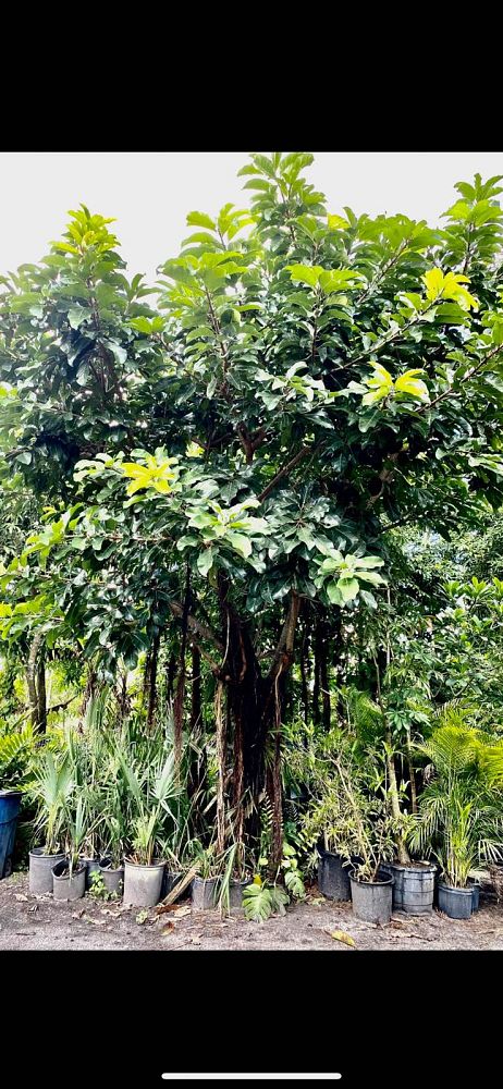ficus-benghalensis-banyan-tree