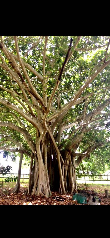 ficus-benghalensis-banyan-tree