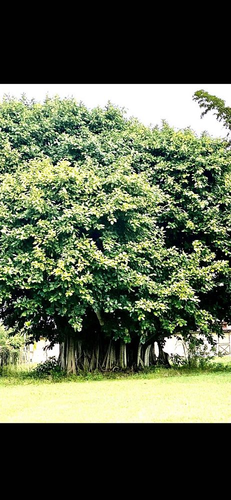 ficus-benghalensis-banyan-tree