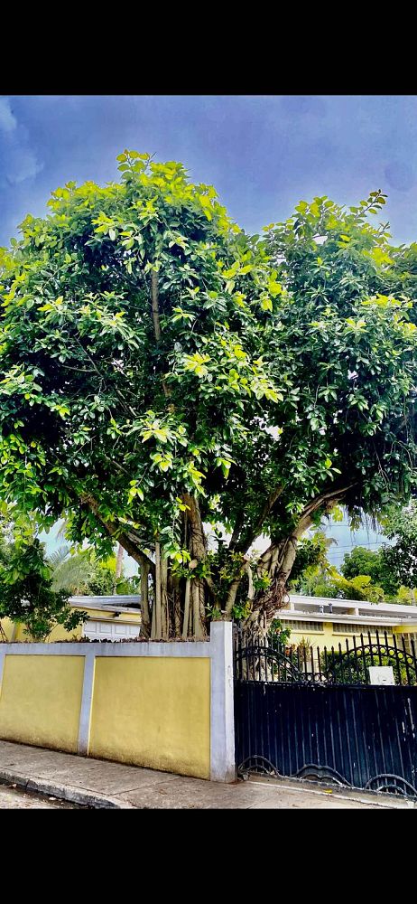 ficus-benghalensis-banyan-tree