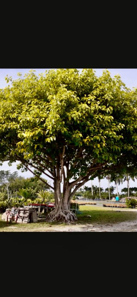 ficus-benghalensis-banyan-tree