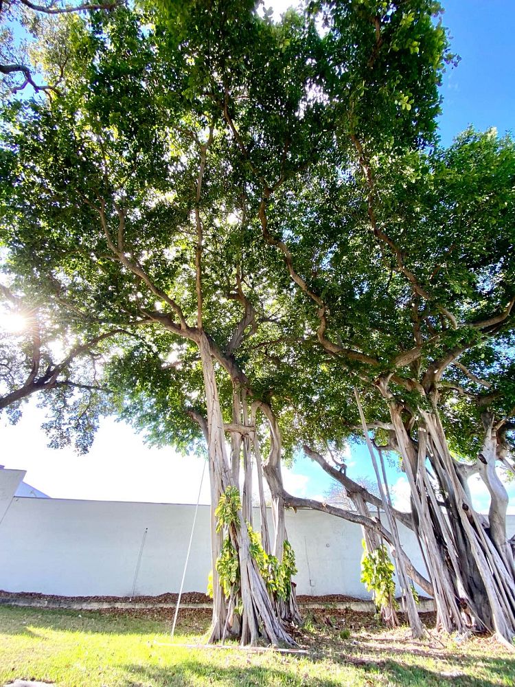 ficus-benghalensis-banyan-tree
