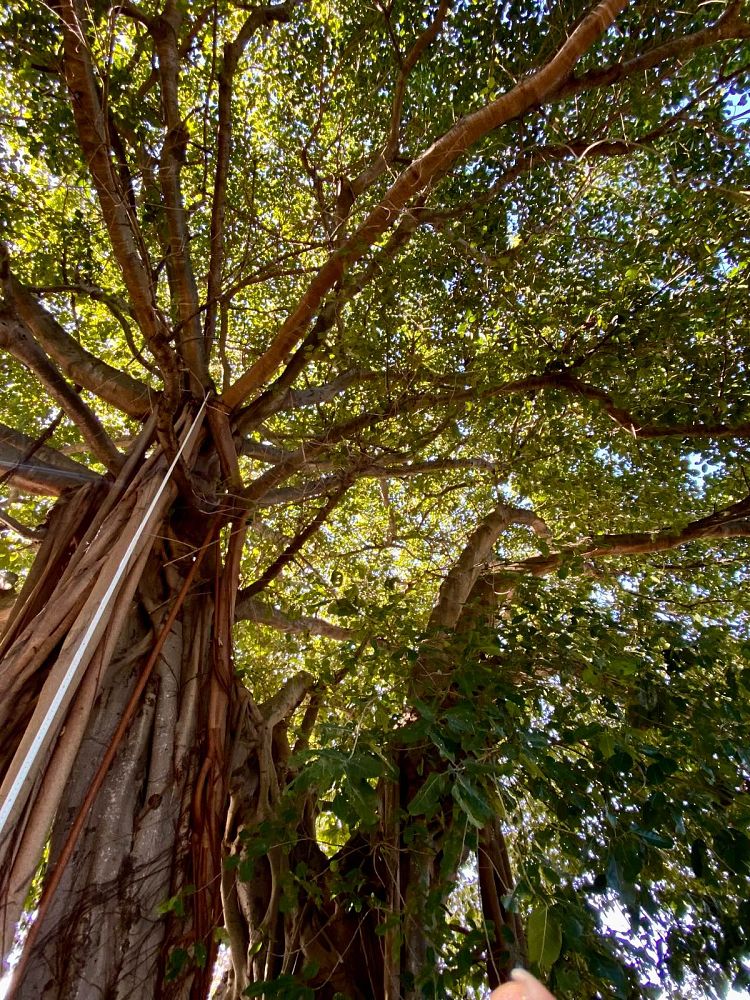 ficus-benghalensis-banyan-tree