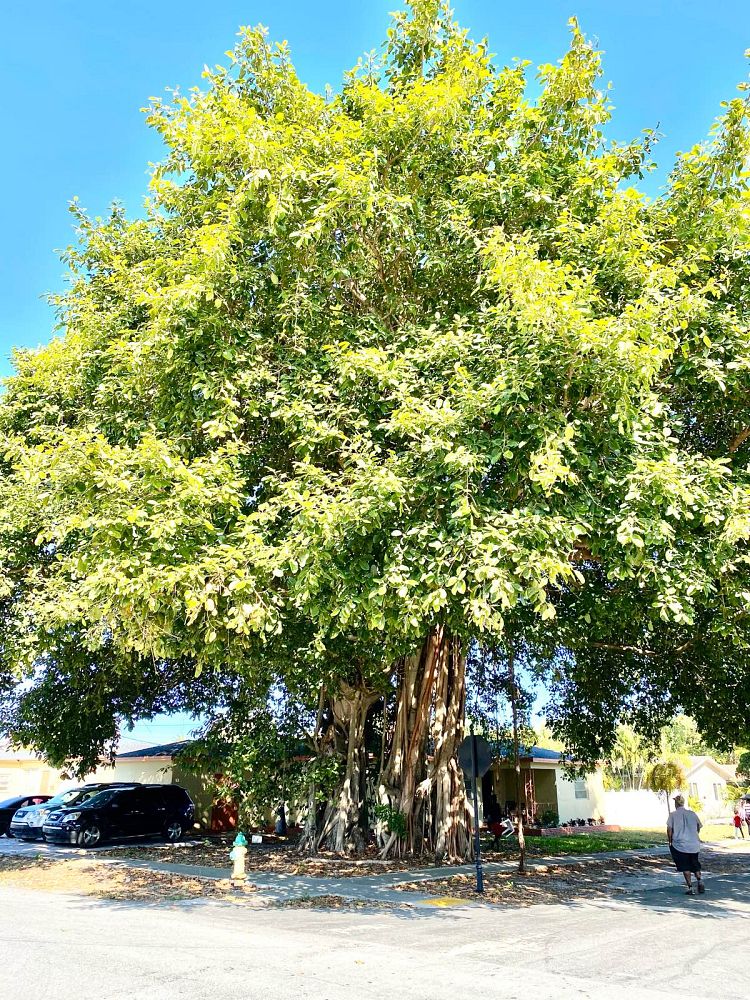 ficus-benghalensis-banyan-tree