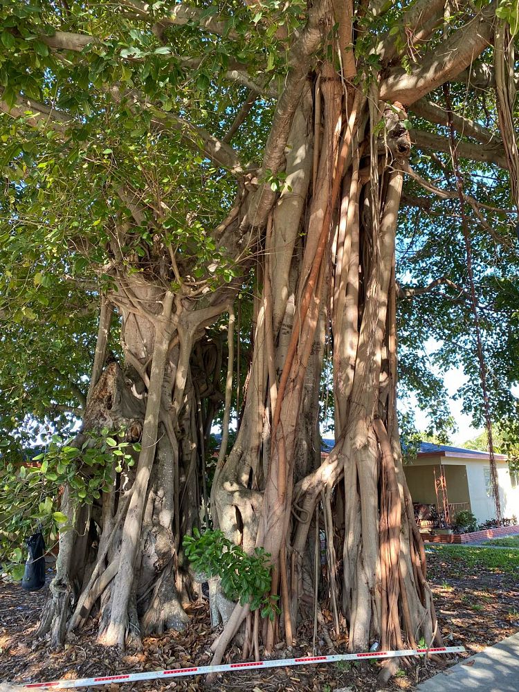ficus-benghalensis-banyan-tree