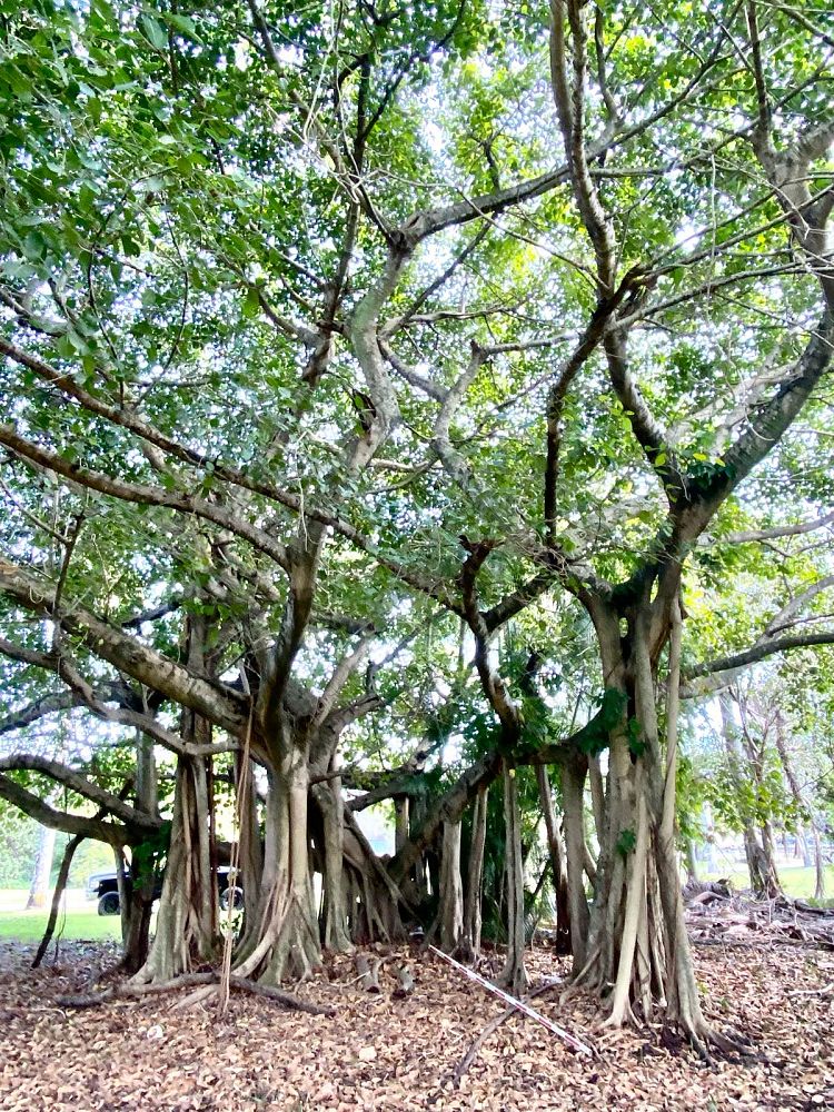ficus-benghalensis-banyan-tree