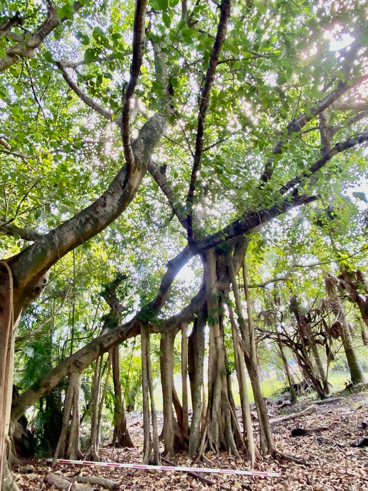 ficus-benghalensis-banyan-tree