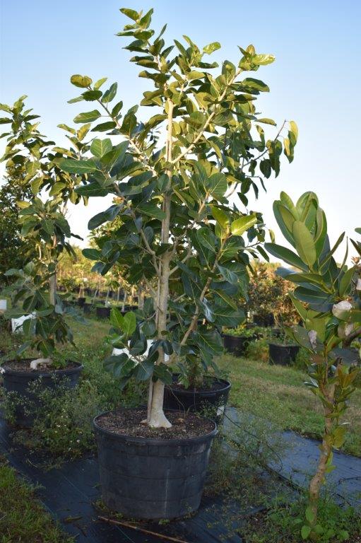 ficus-benghalensis-banyan-tree