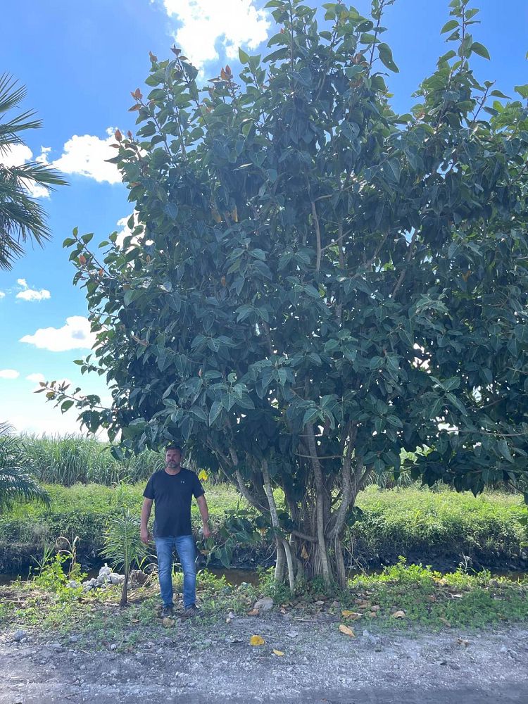 ficus-benghalensis-banyan-tree