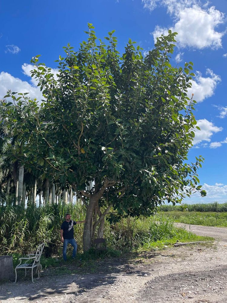 ficus-benghalensis-banyan-tree