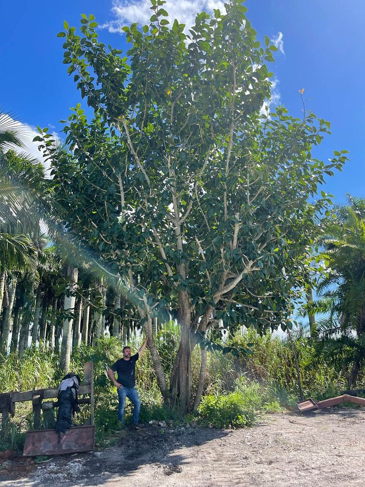 ficus-benghalensis-banyan-tree