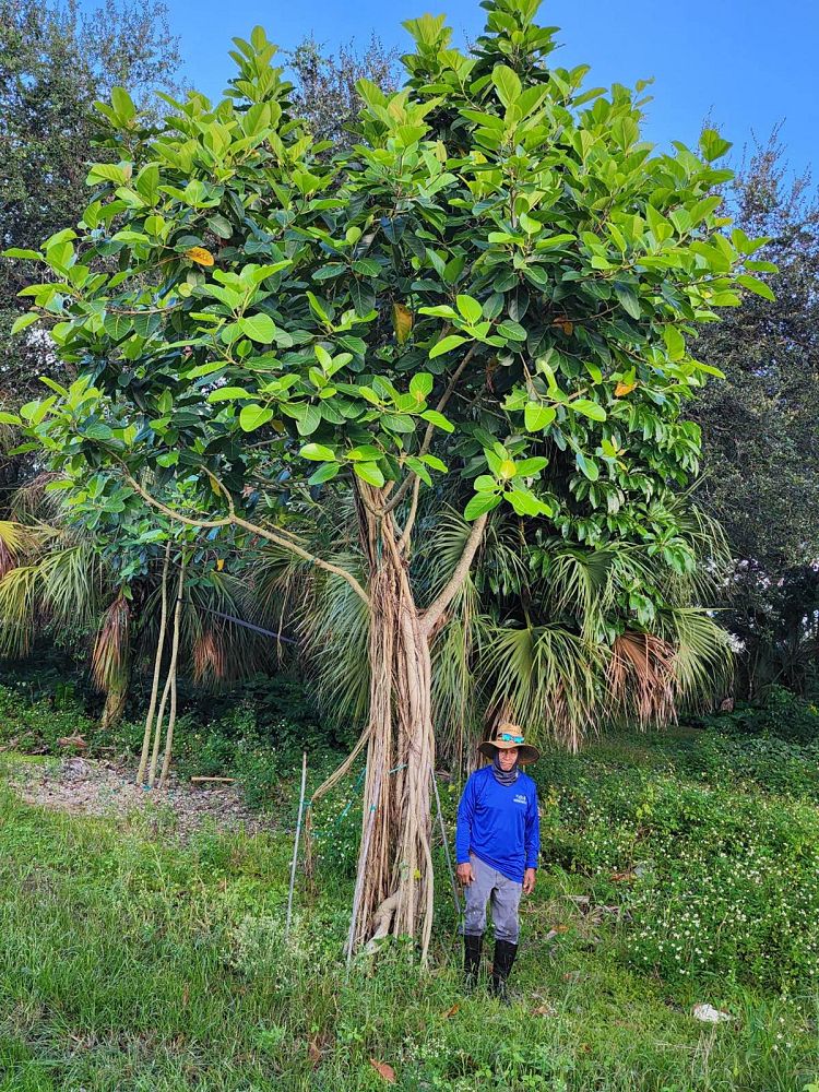 ficus-benghalensis-banyan-tree