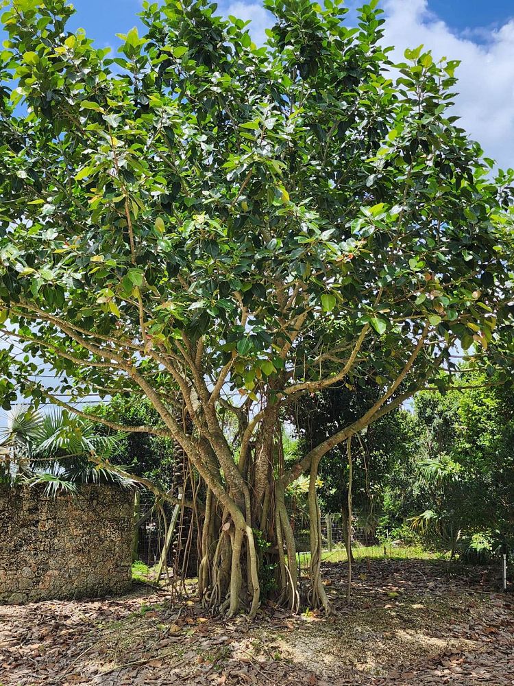 ficus-benghalensis-banyan-tree