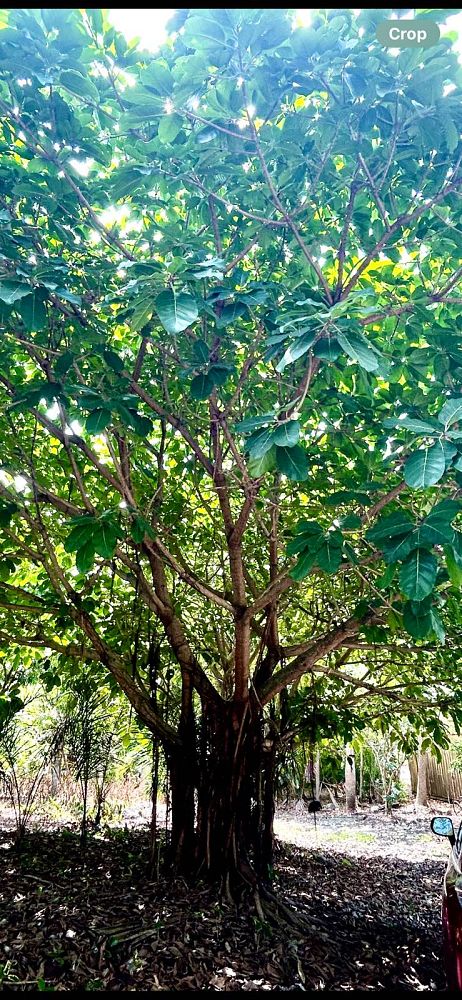 ficus-benghalensis-banyan-tree