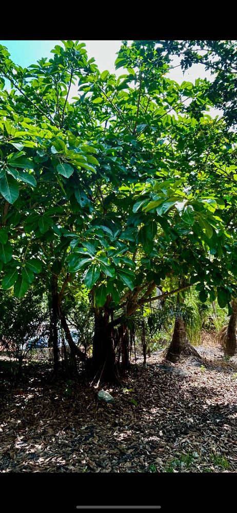 ficus-benghalensis-banyan-tree