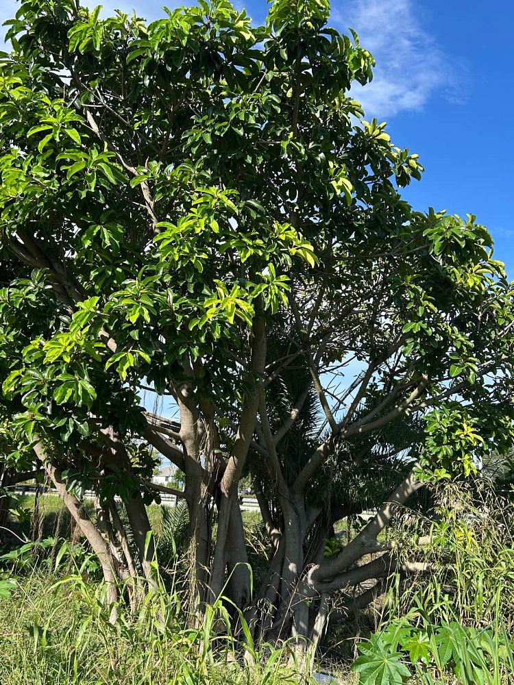 ficus-benghalensis-banyan-tree