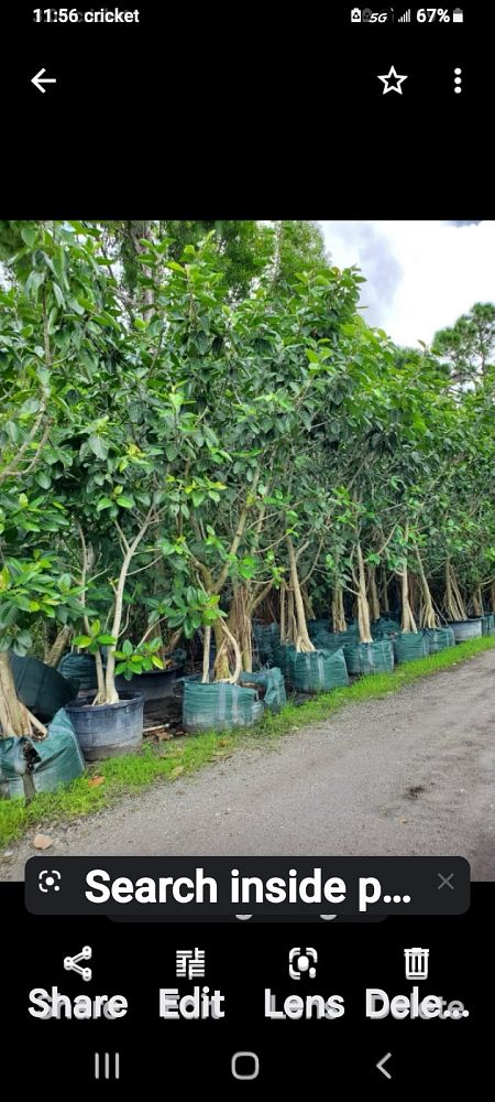 ficus-benghalensis-banyan-tree