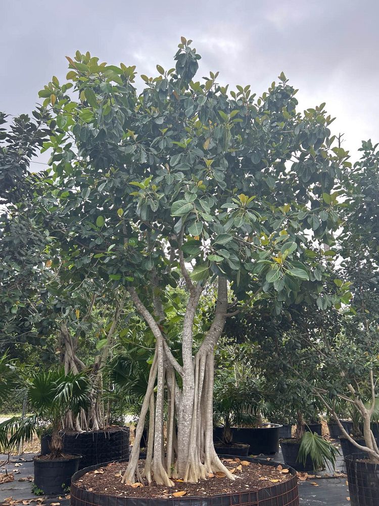 ficus-benghalensis-banyan-tree