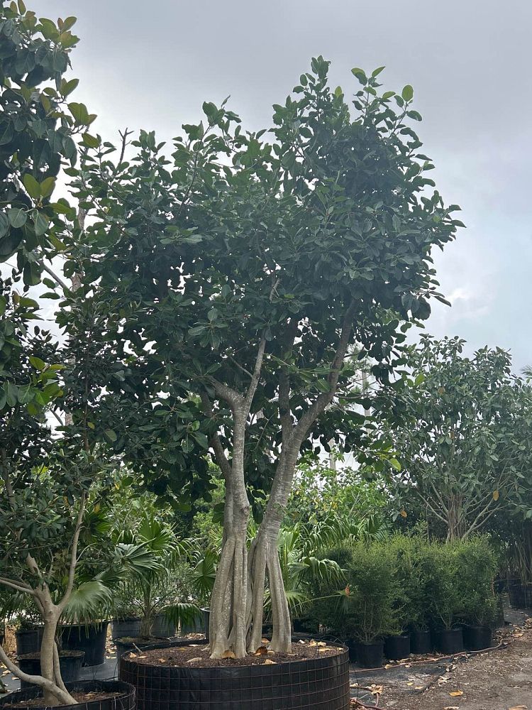 ficus-benghalensis-banyan-tree
