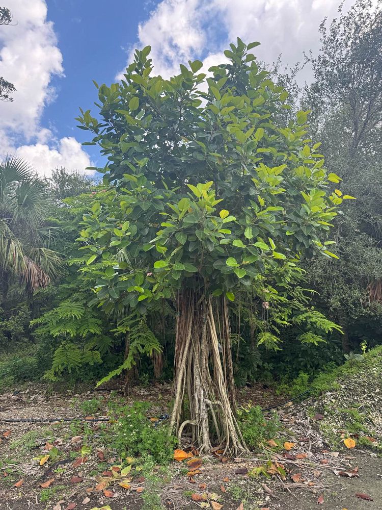 ficus-benghalensis-banyan-tree