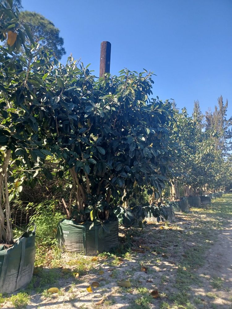 ficus-benghalensis-banyan-tree