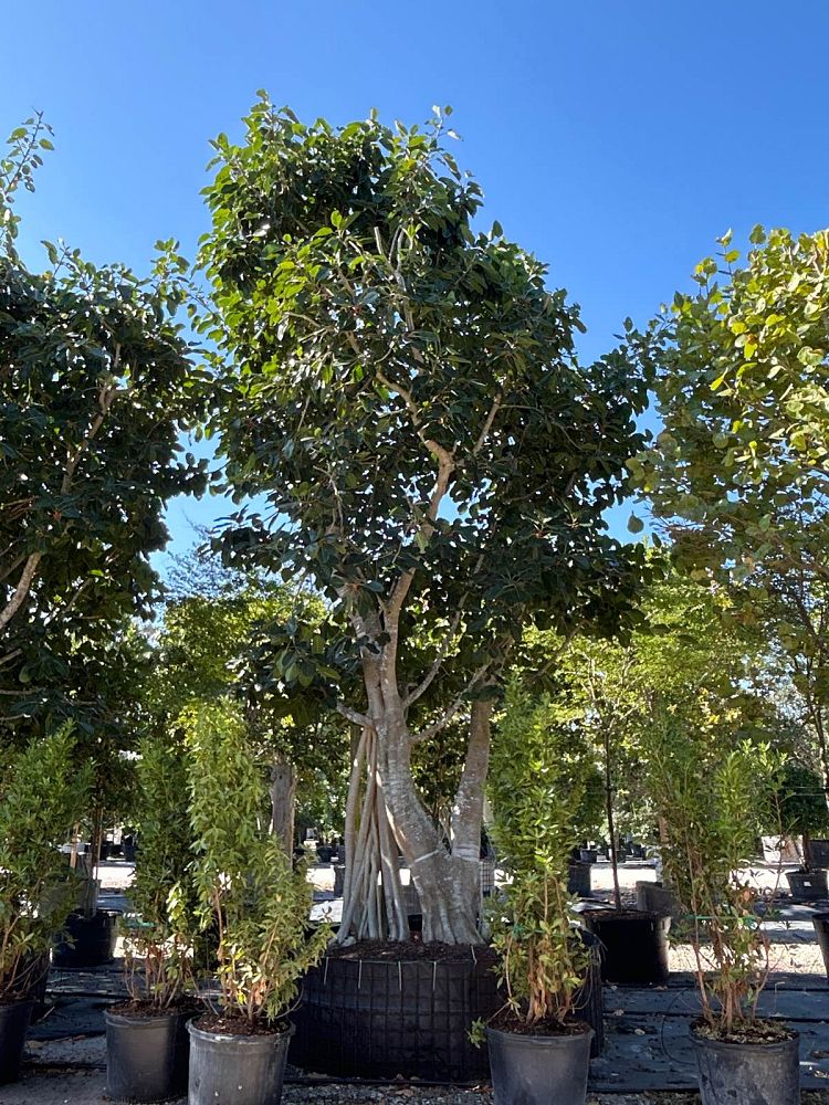 ficus-benghalensis-banyan-tree