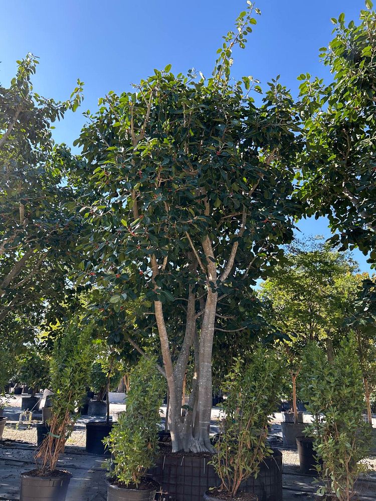ficus-benghalensis-banyan-tree