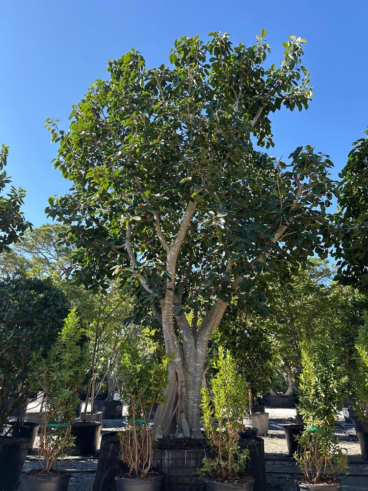 ficus-benghalensis-banyan-tree