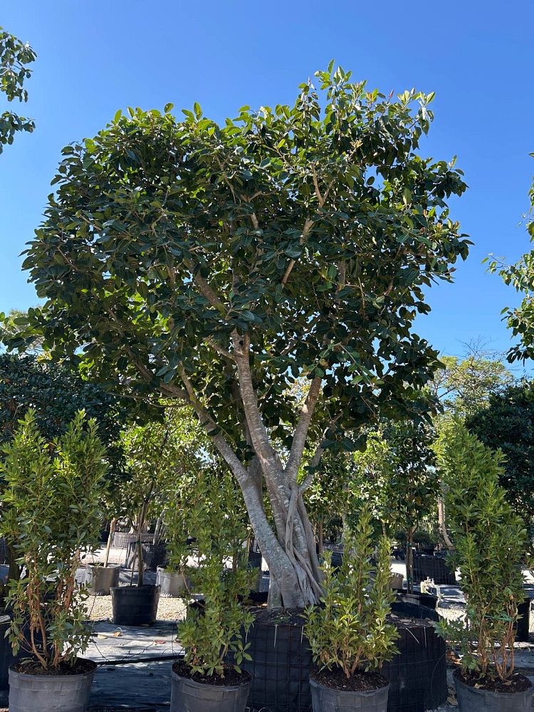 ficus-benghalensis-banyan-tree