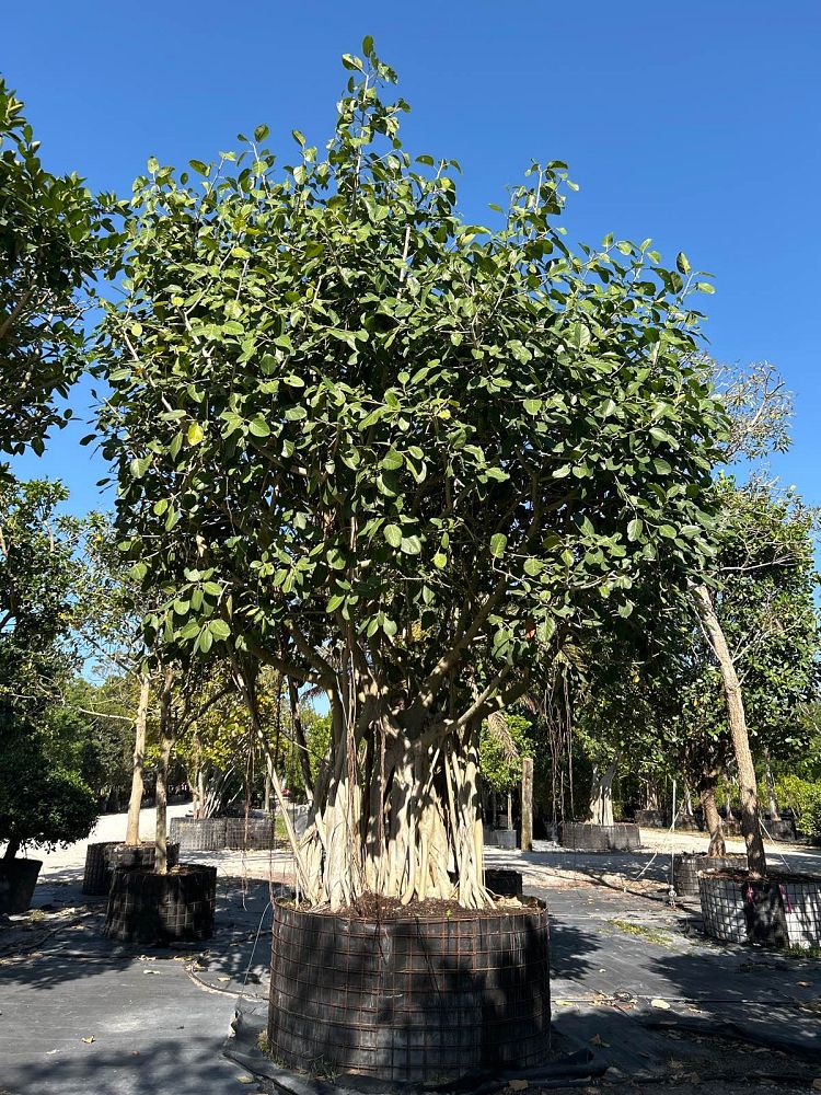 ficus-benghalensis-banyan-tree
