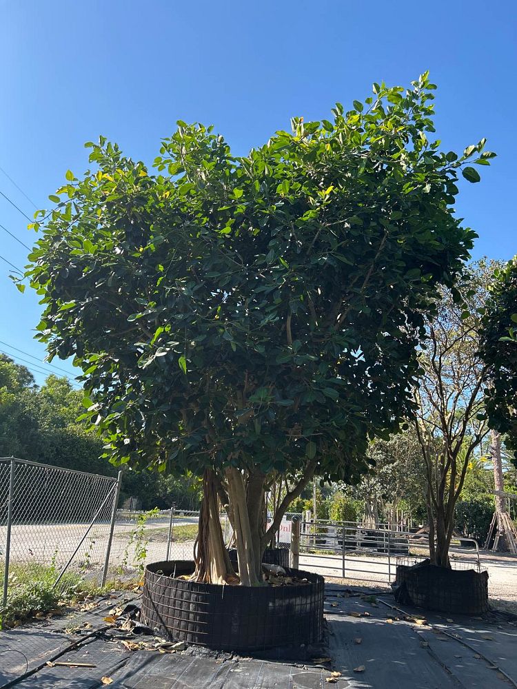 ficus-benghalensis-banyan-tree