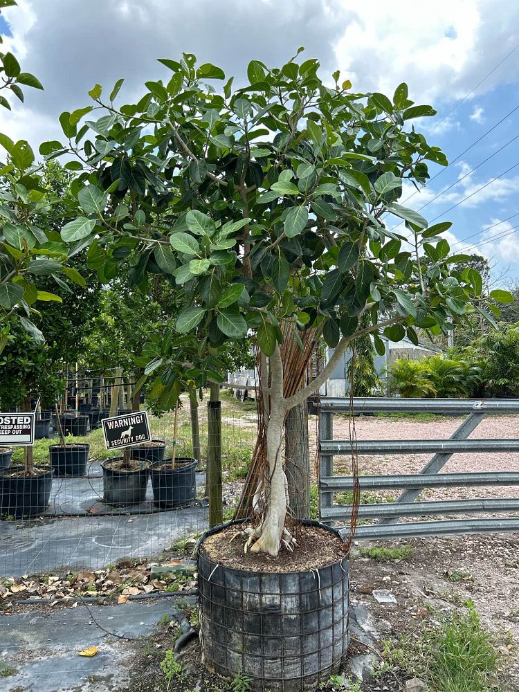 ficus-benghalensis-banyan-tree
