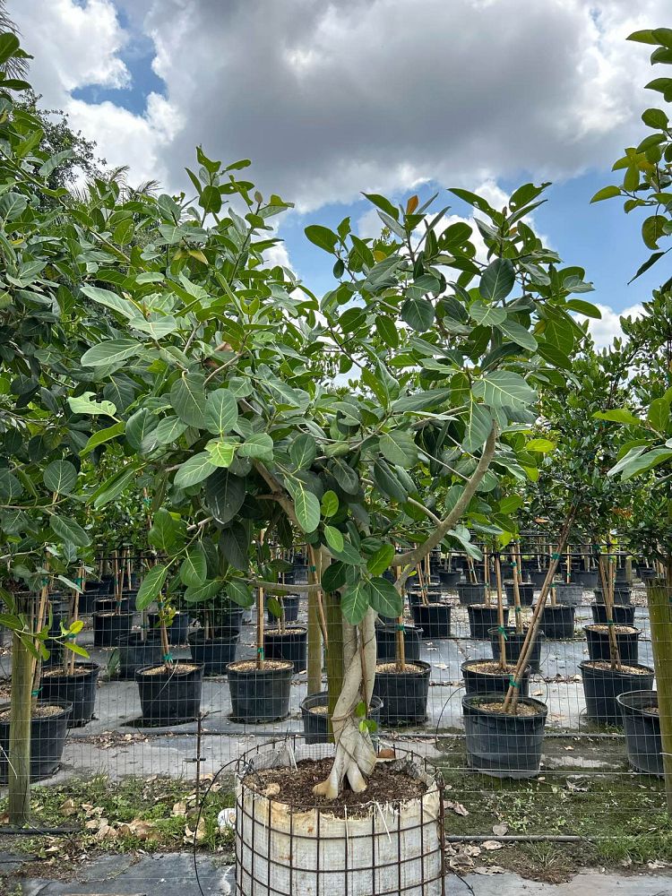 ficus-benghalensis-banyan-tree