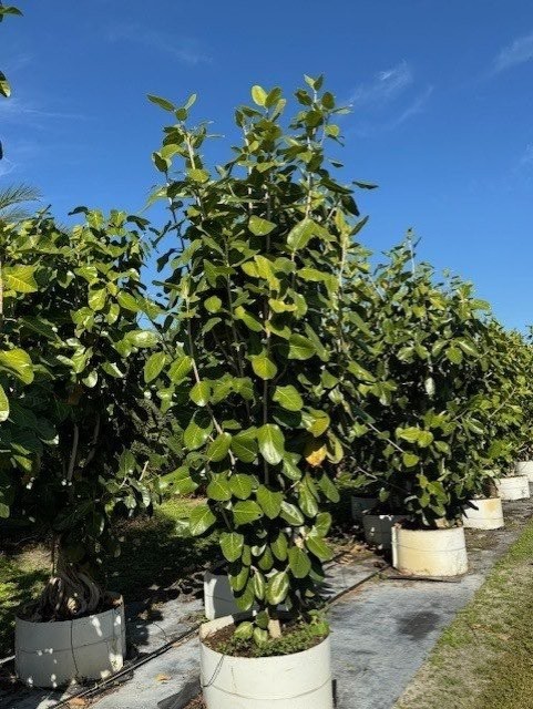 ficus-benghalensis-banyan-tree