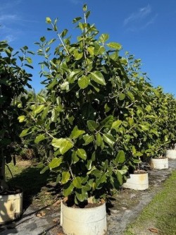 ficus-benghalensis-banyan-tree