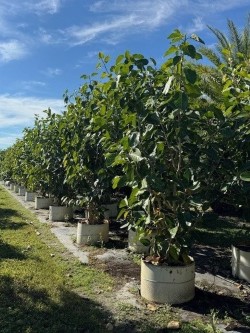 ficus-benghalensis-banyan-tree