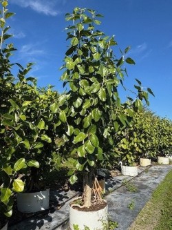 ficus-benghalensis-banyan-tree