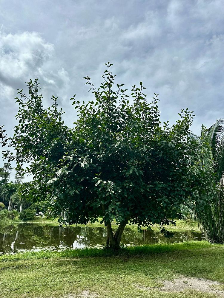 ficus-benghalensis-banyan-tree
