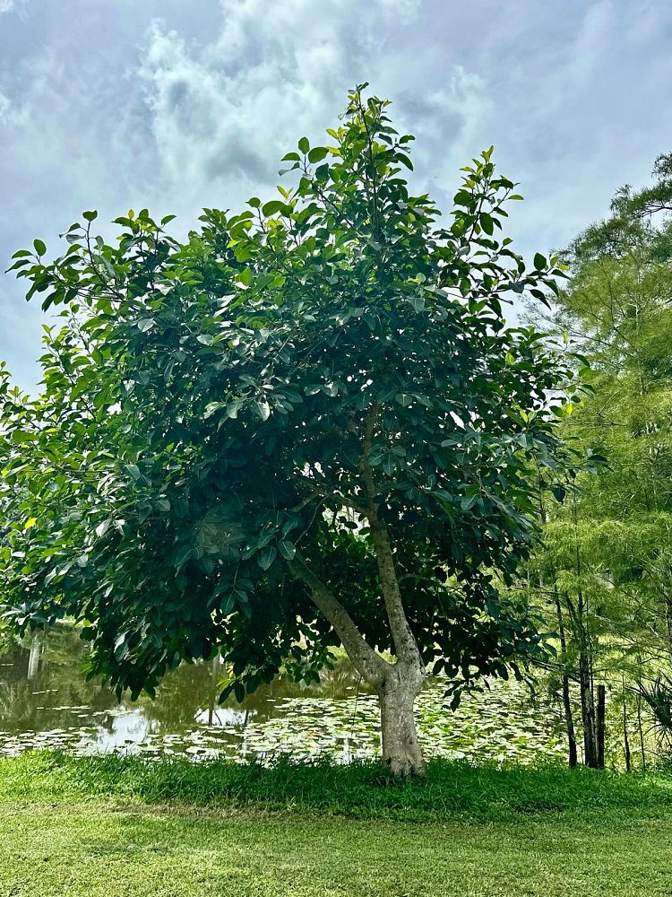 ficus-benghalensis-banyan-tree