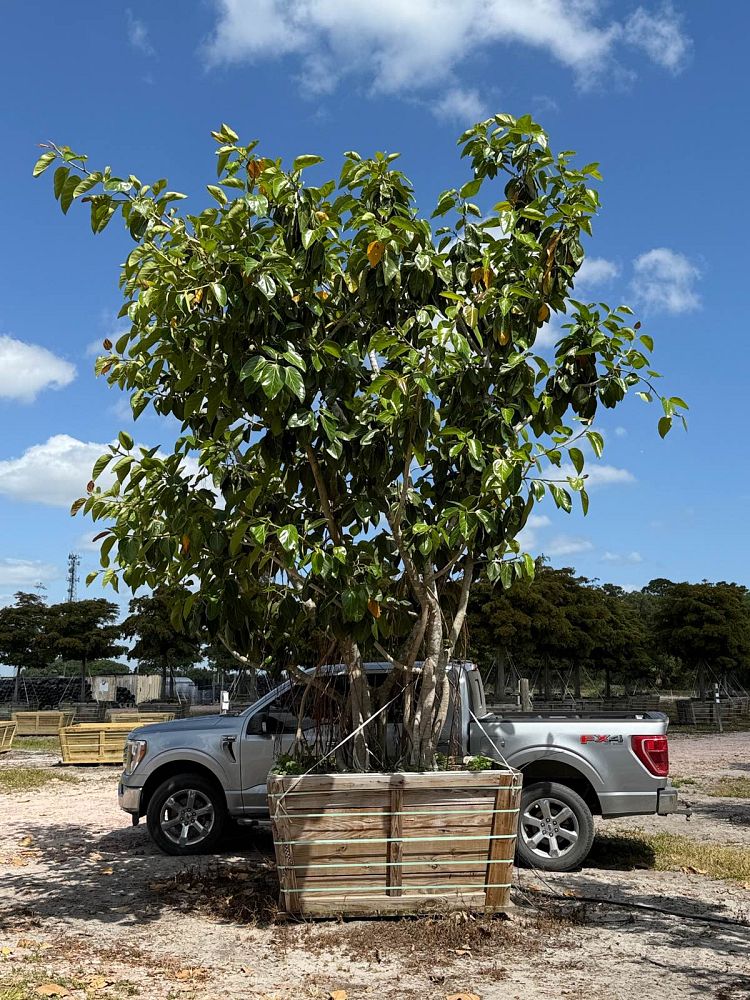 ficus-benghalensis-banyan-tree