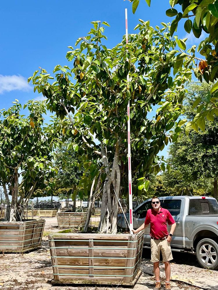 ficus-benghalensis-banyan-tree
