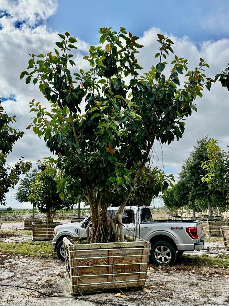 ficus-benghalensis-banyan-tree