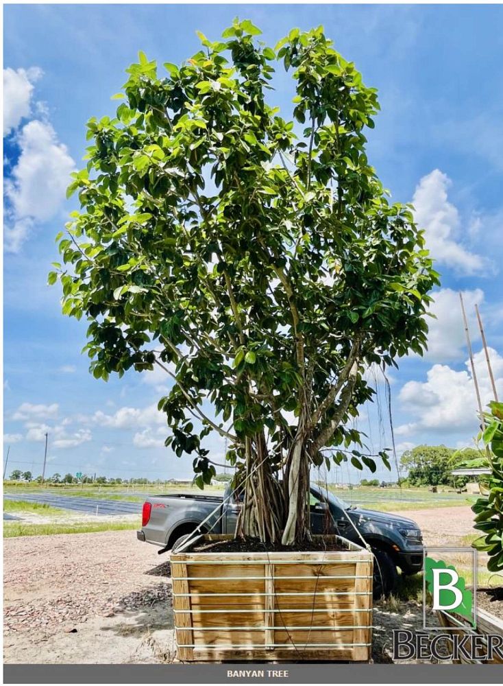 ficus-benghalensis-banyan-tree