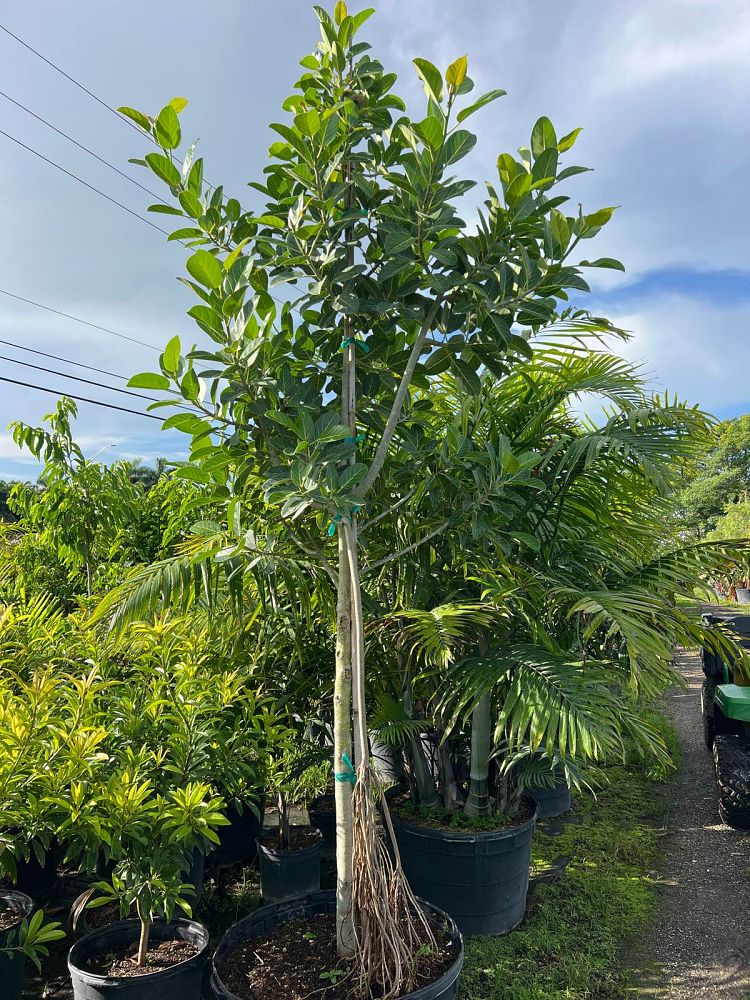 ficus-benghalensis-banyan-tree