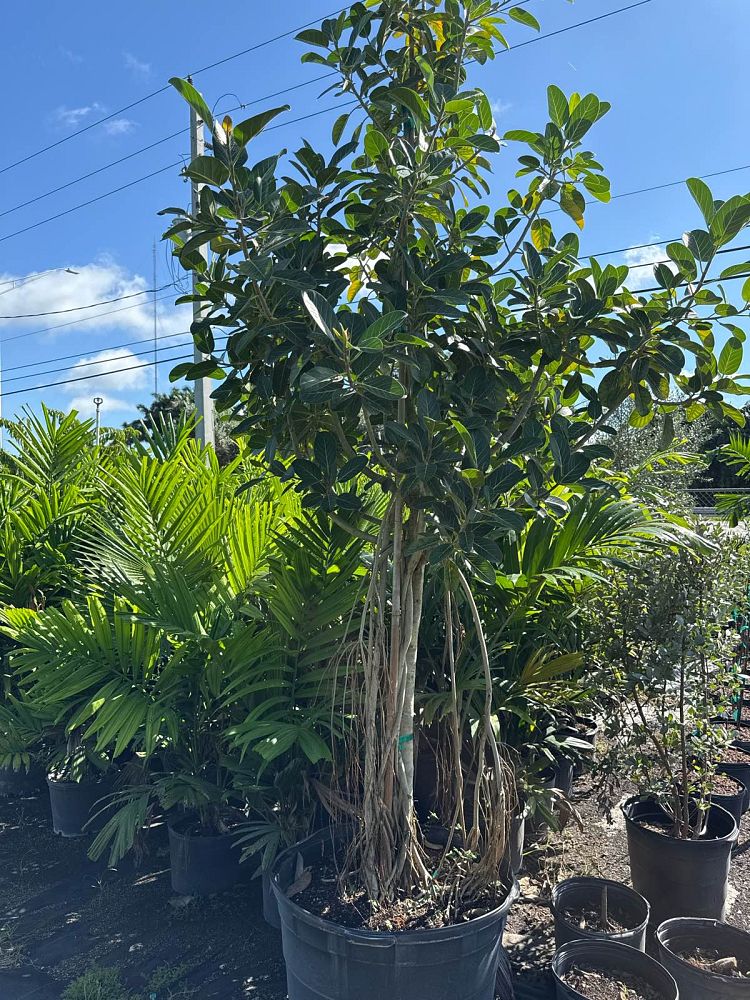 ficus-benghalensis-banyan-tree