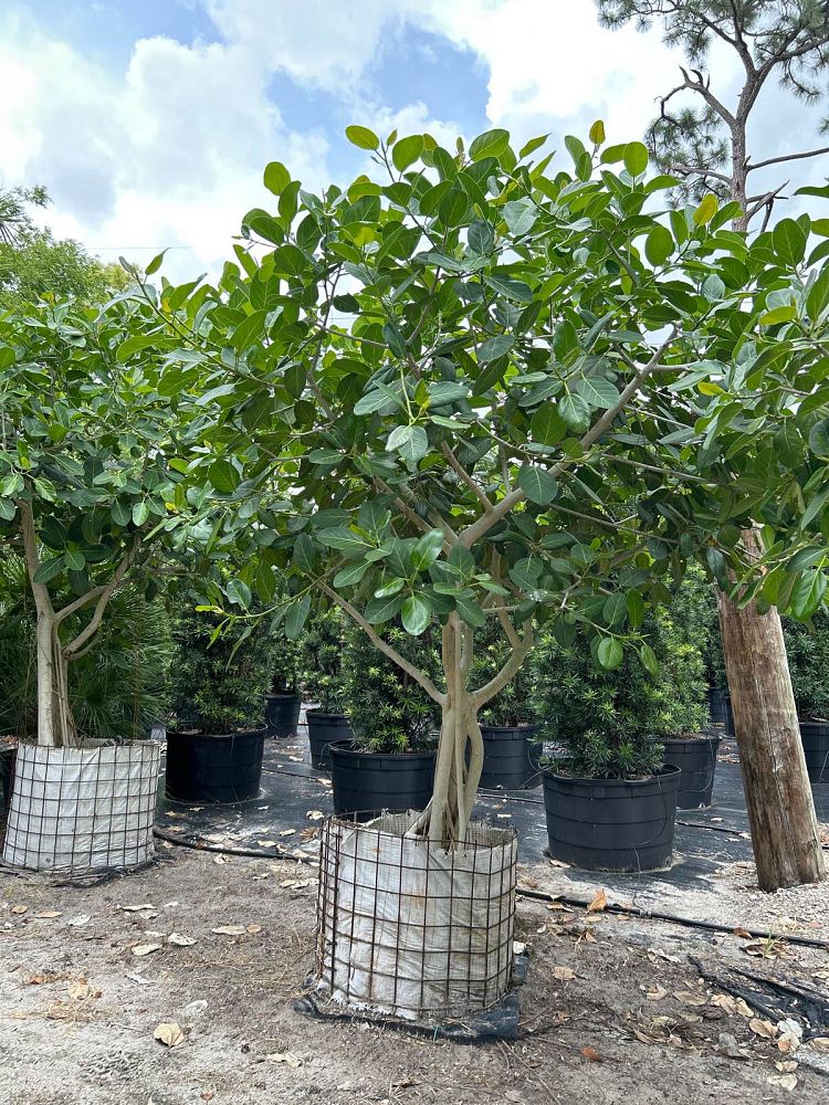 ficus-benghalensis-banyan-tree