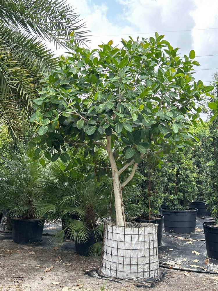 ficus-benghalensis-banyan-tree