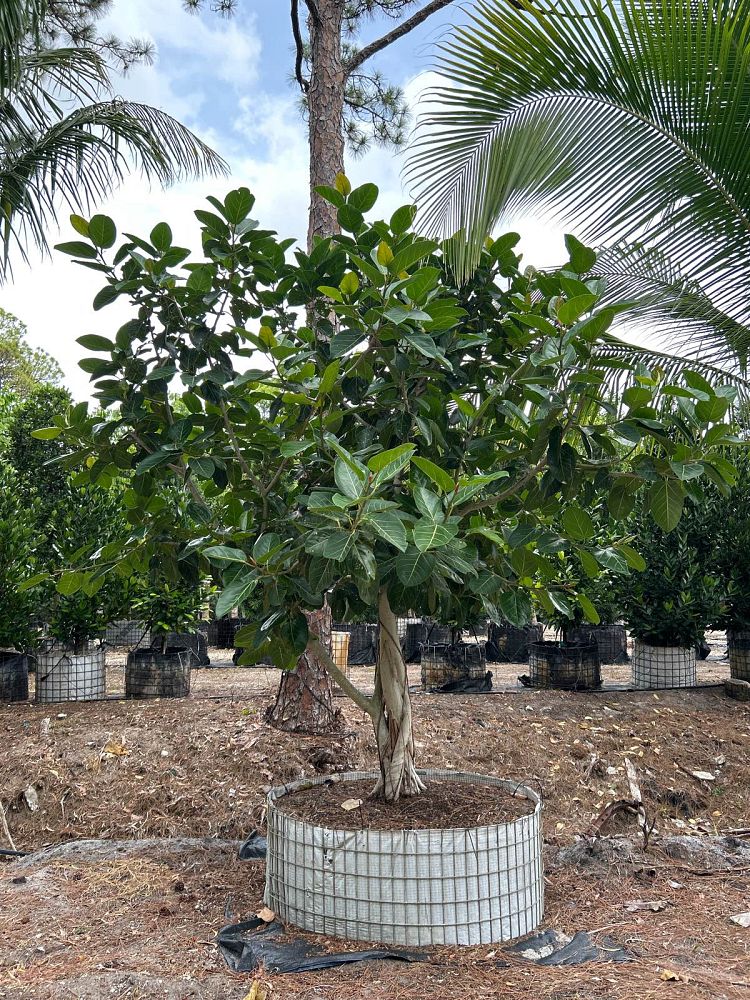 ficus-benghalensis-banyan-tree