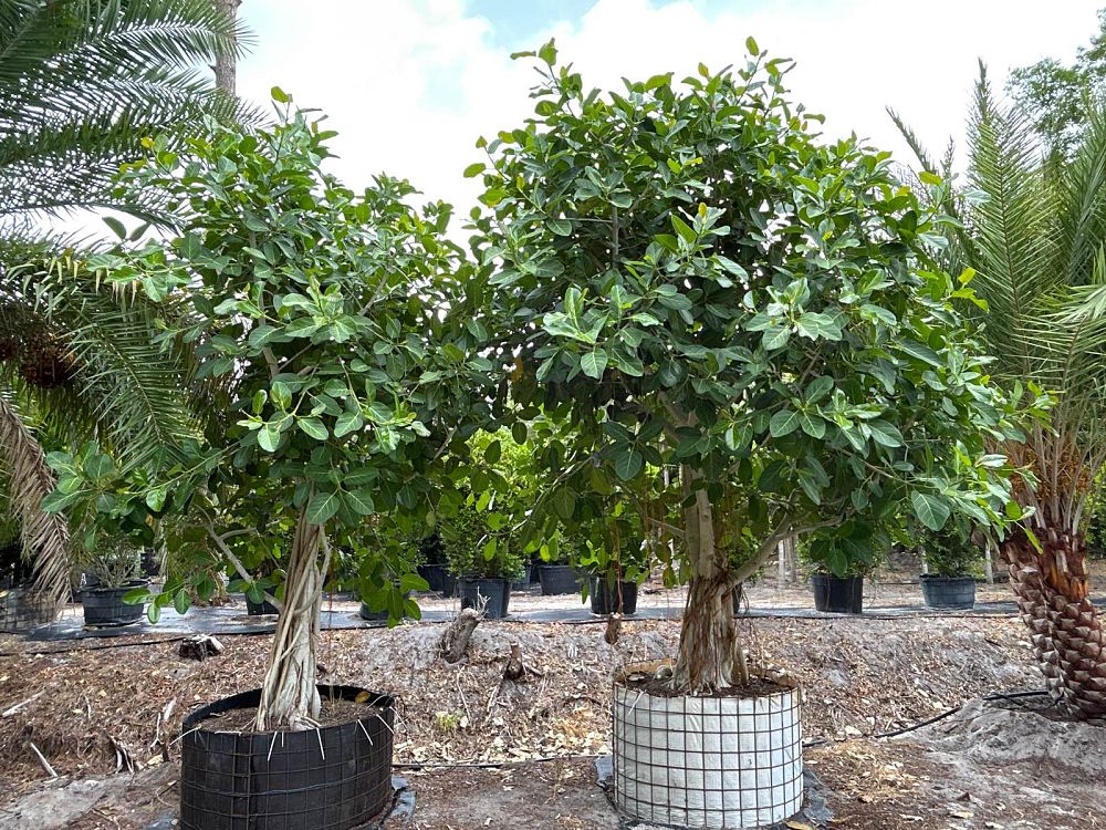 ficus-benghalensis-banyan-tree