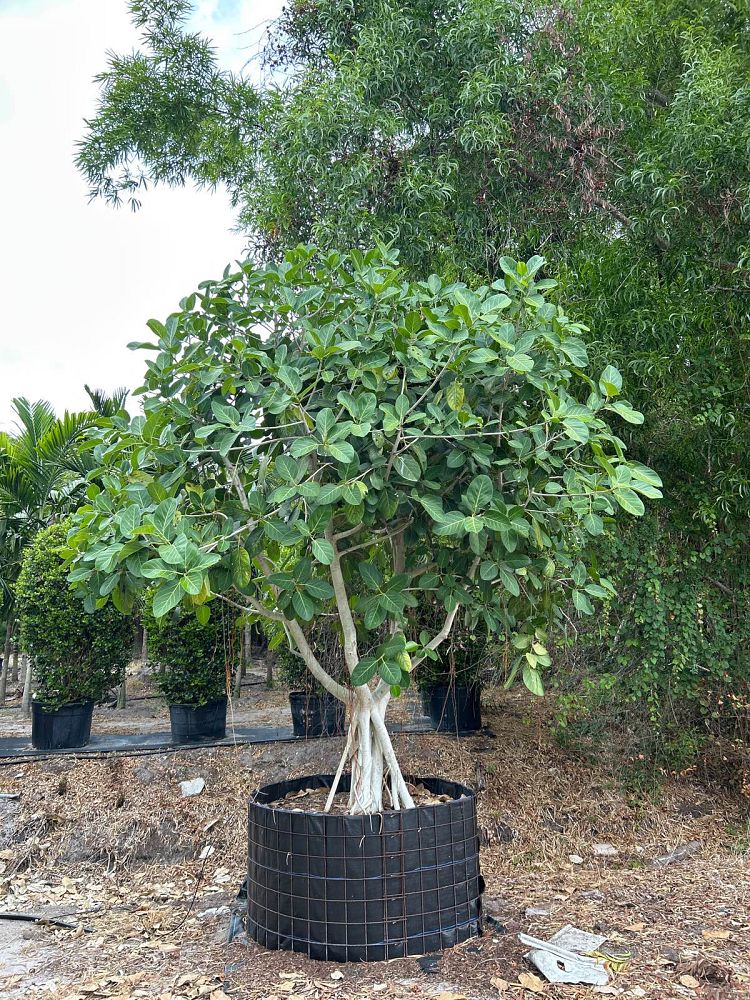ficus-benghalensis-banyan-tree
